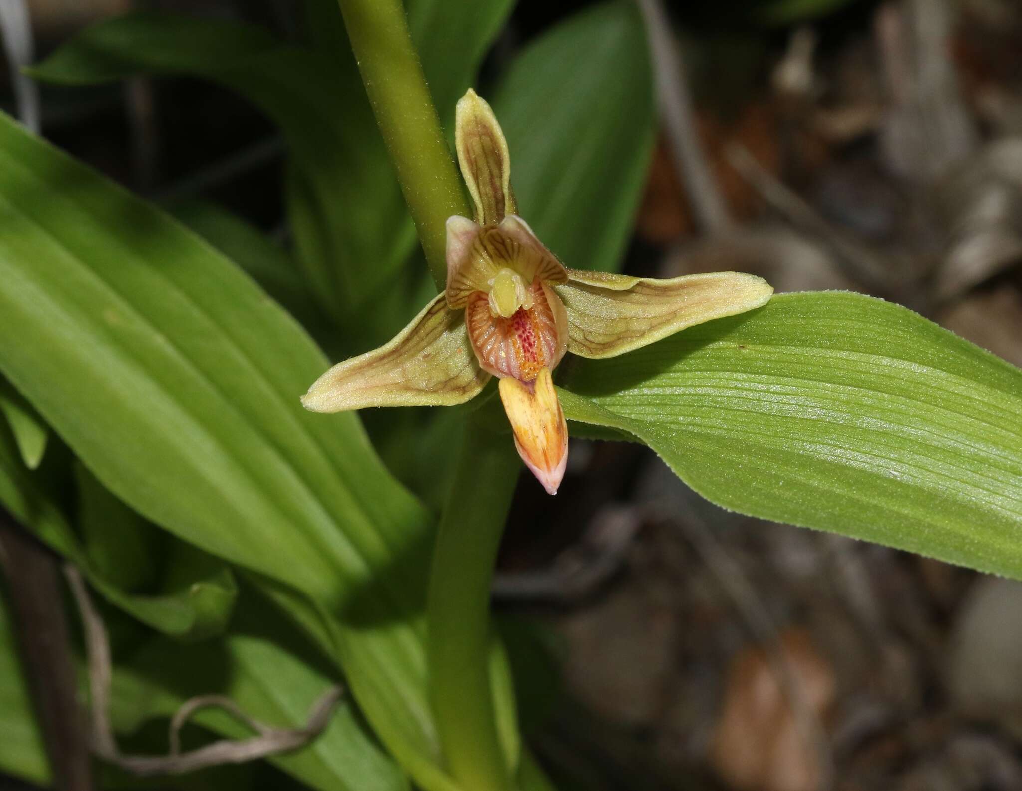 Image of Stream orchid