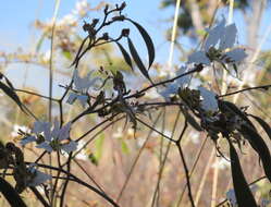 Image of Bauhinia petersiana Bolle