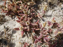 Image of Mesembryanthemum canaliculatum Haw.