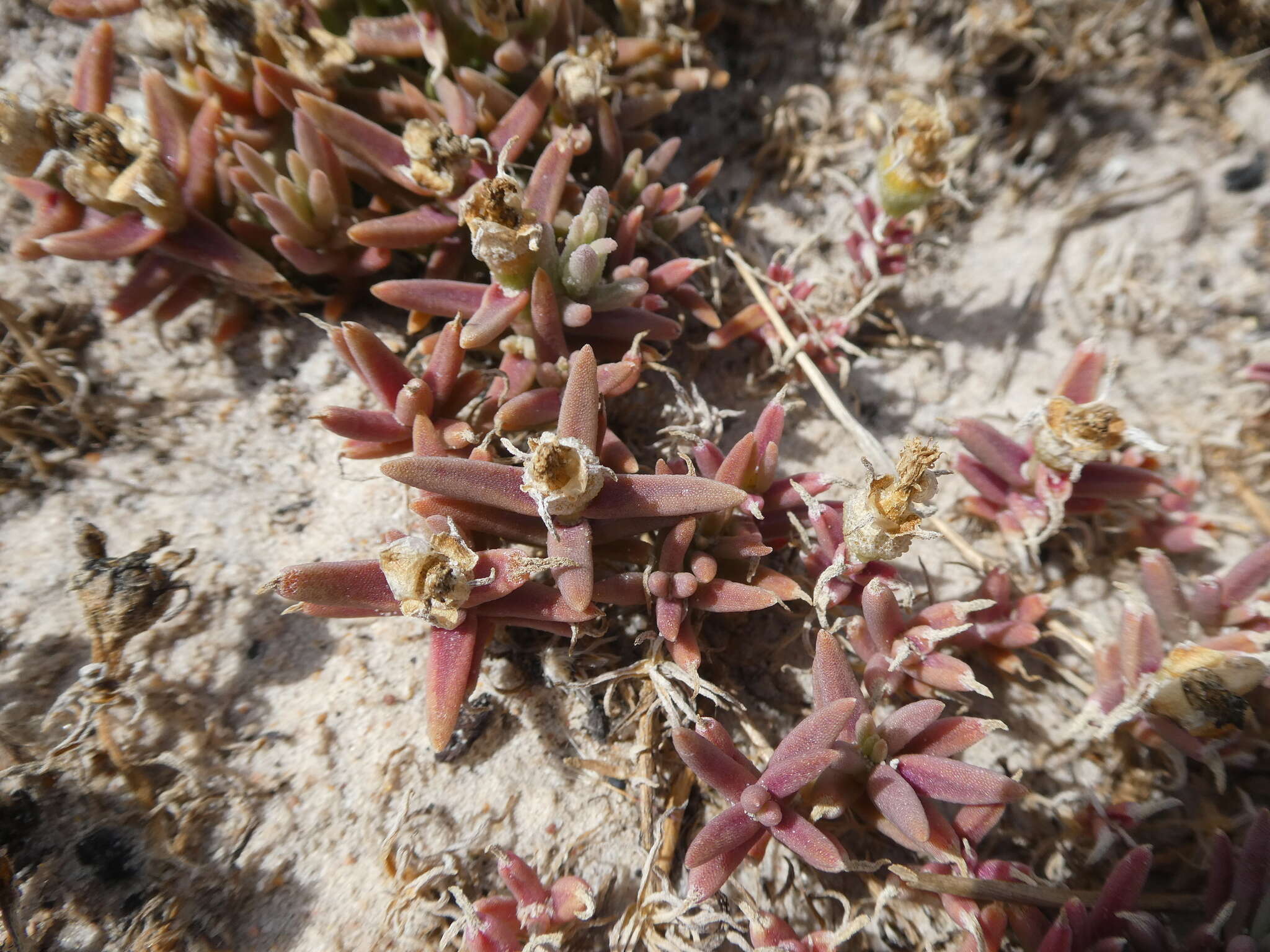 Image of Mesembryanthemum canaliculatum Haw.