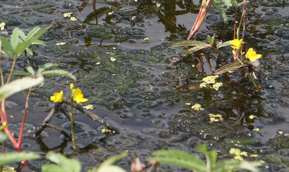 Image of Common bladderwort