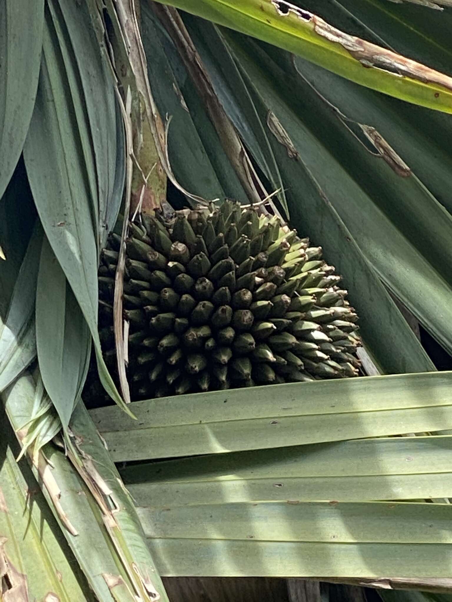 Image of Pandanus vandermeeschii Balf. fil.