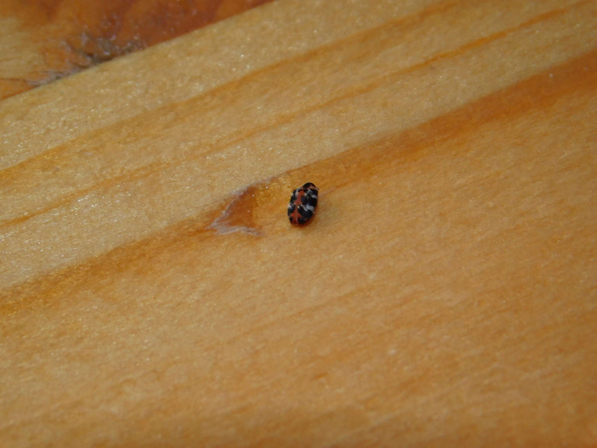 Image of carpet beetle