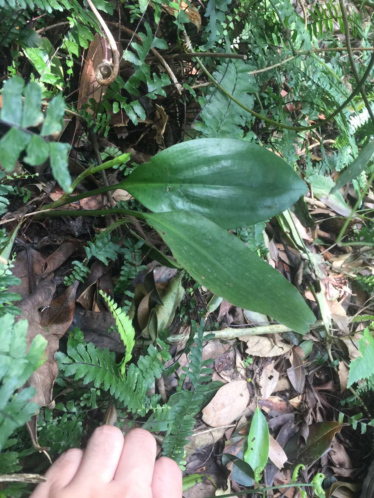 Image of Lily-leaf Orchid