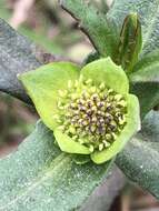 صورة Enydra sessilifolia (Ruiz & Pav.) Cabrera