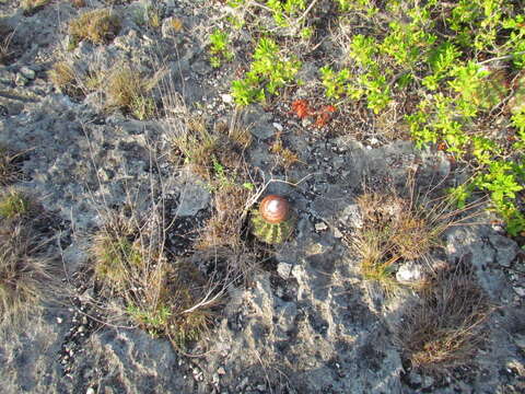 Melocactus stramineus Suringar resmi