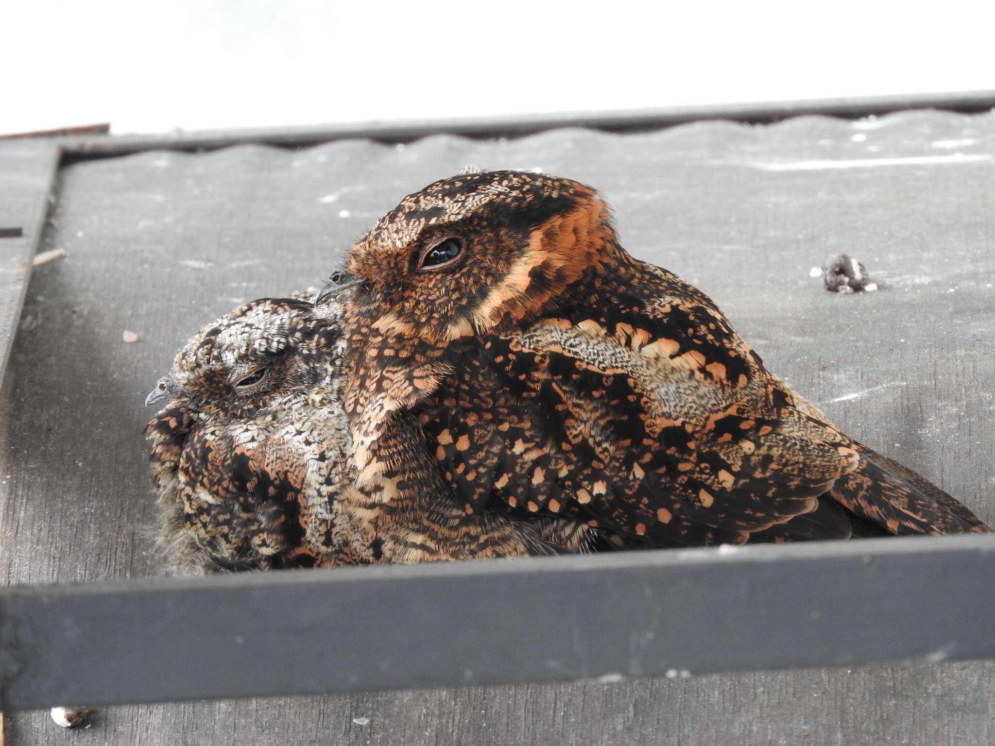 Image of Lyre-tailed Nightjar