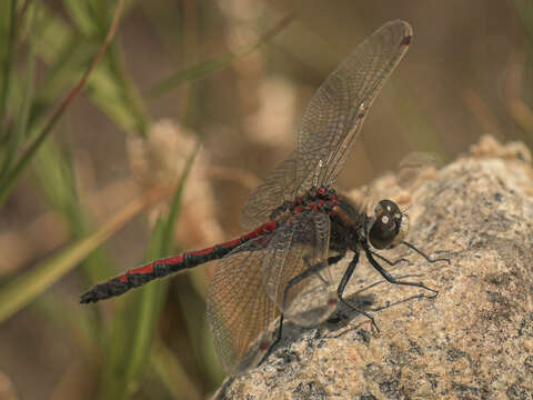 Image of Boreal Whiteface