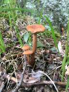 Image of Laccaria laccata var. pallidifolia (Peck) Peck