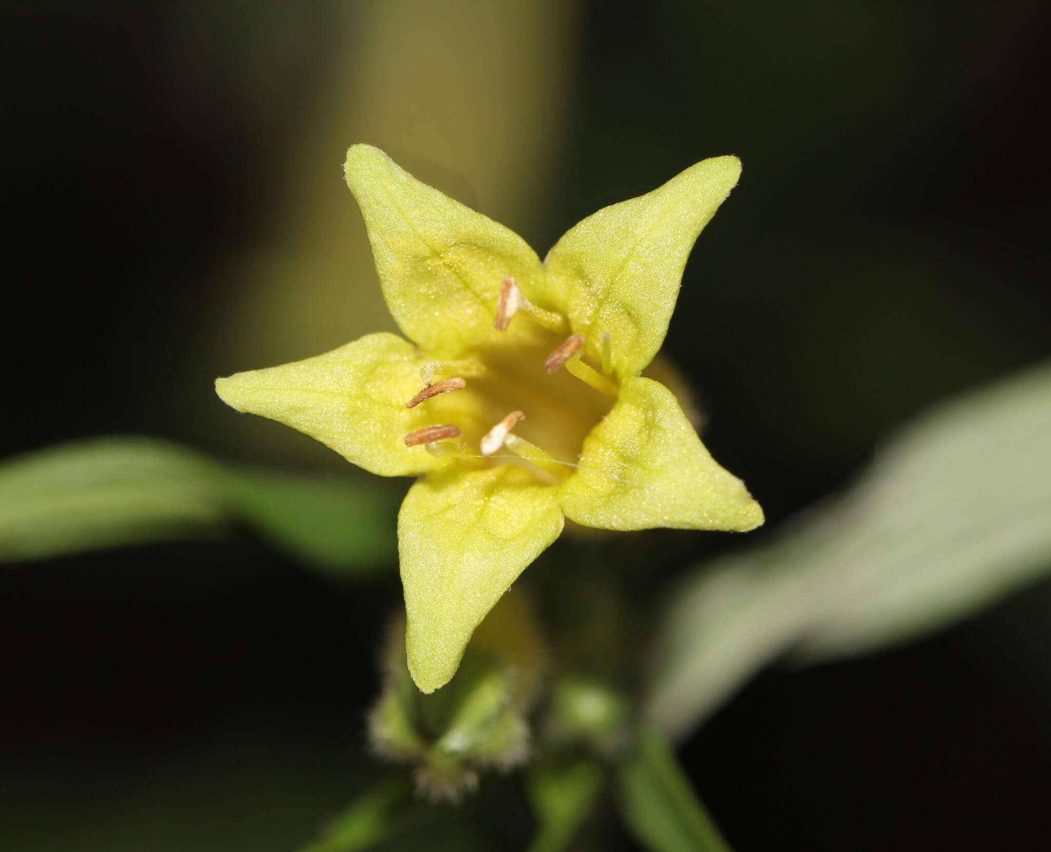 Lithospermum rzedowskii J. I. Cohen resmi