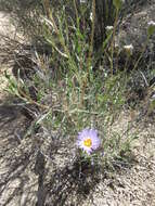 Image de Xylorhiza tortifolia (Torr. & A. Gray) Greene