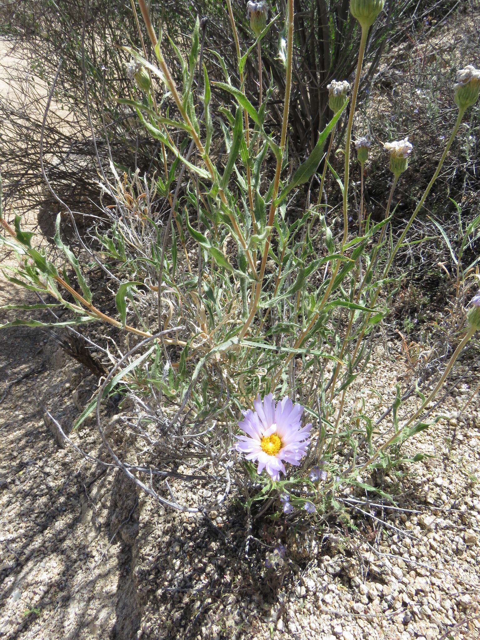 Image de Xylorhiza tortifolia (Torr. & A. Gray) Greene