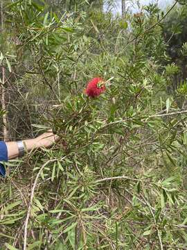 صورة Callistemon pachyphyllus Cheel