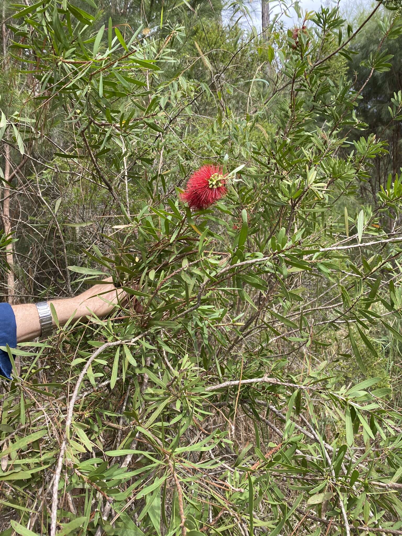 Image of Wallum bottlebrush