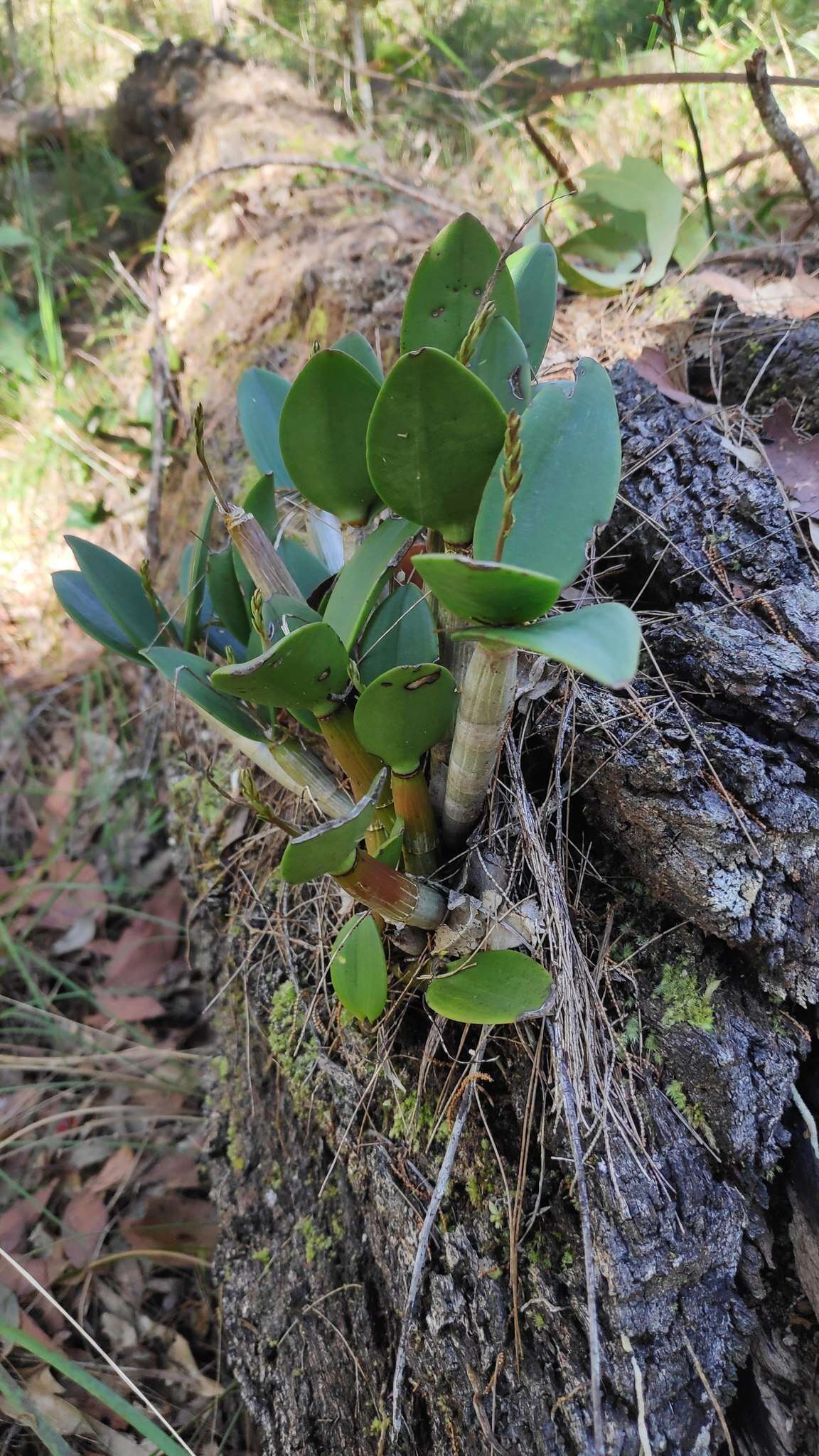 صورة Dendrobium aemulum R. Br.