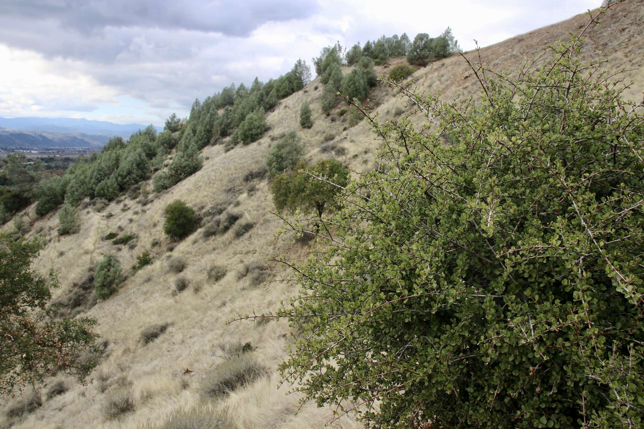 Plancia ëd Ceanothus ferrisiae Mc Minn