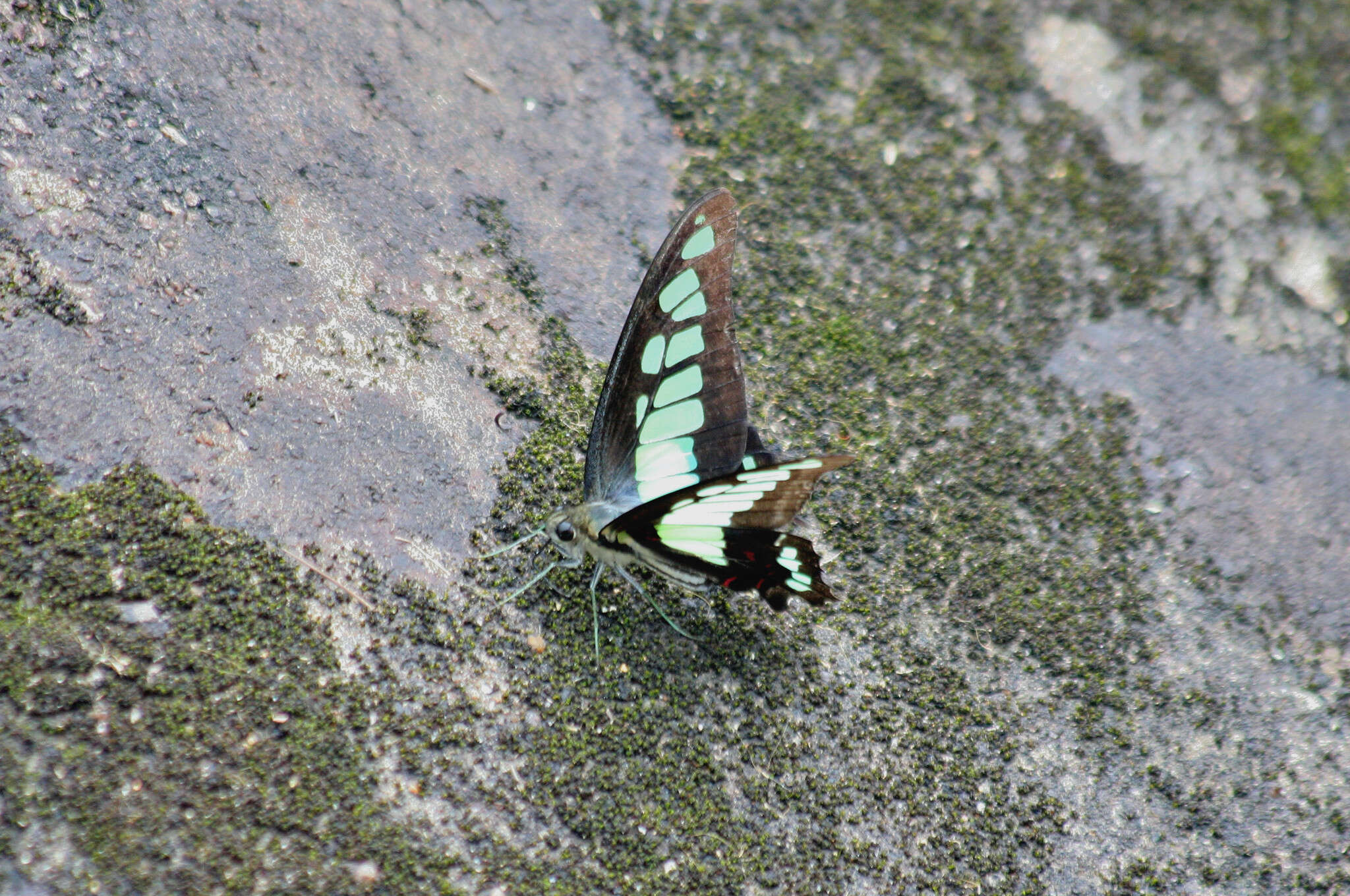 Image of Glassy Bluebottle Butterfly