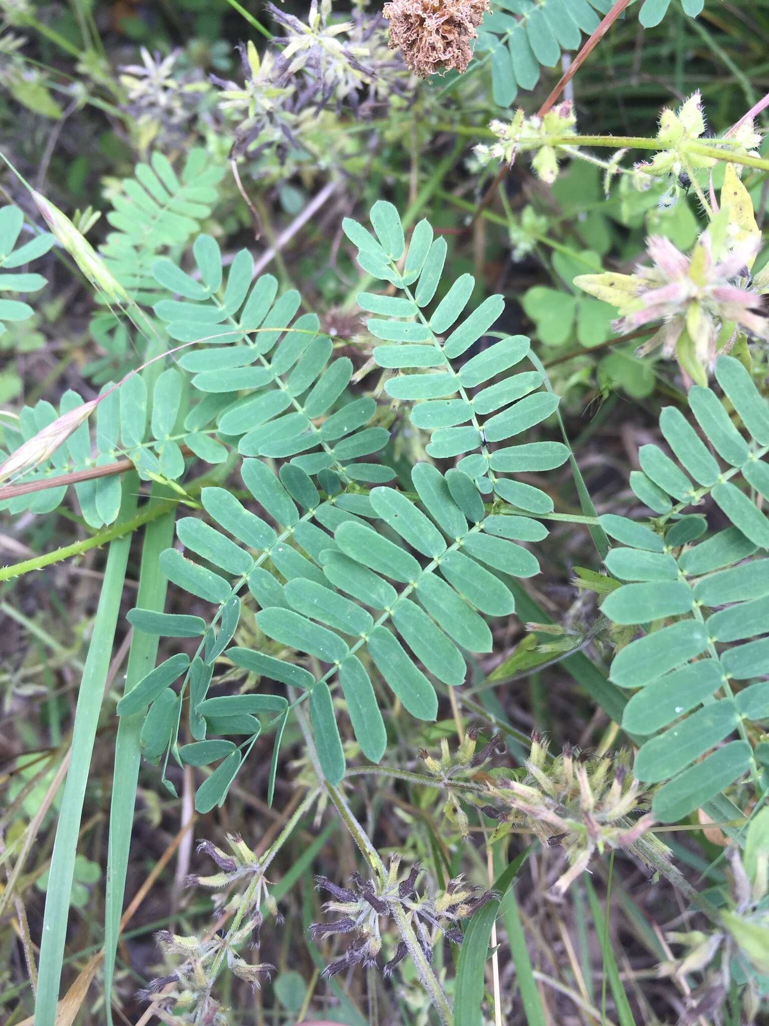 Imagem de Desmanthus virgatus (L.) Willd.