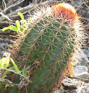 Image of Melocactus caroli-linnaei N. P. Taylor