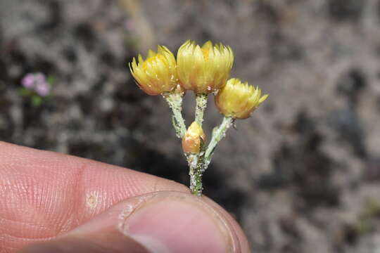 صورة Rhodanthe citrina (Benth.) P. G. Wilson