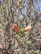 Image de Eremophila youngii F. Muell.