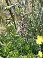 Image of Teucrium creticum L.