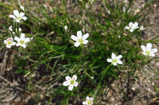 Image of Fendler's sandwort