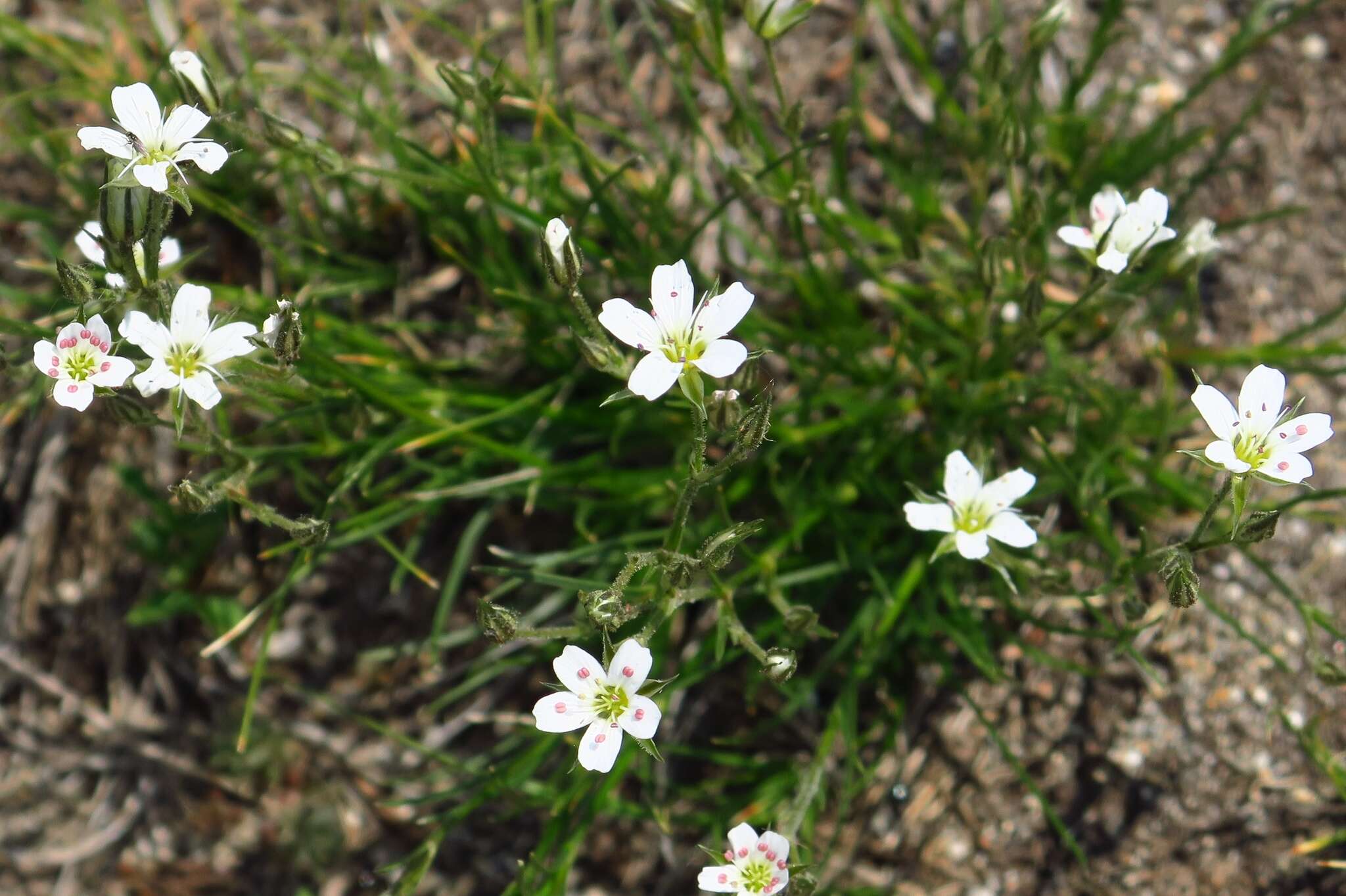 Image of Fendler's sandwort