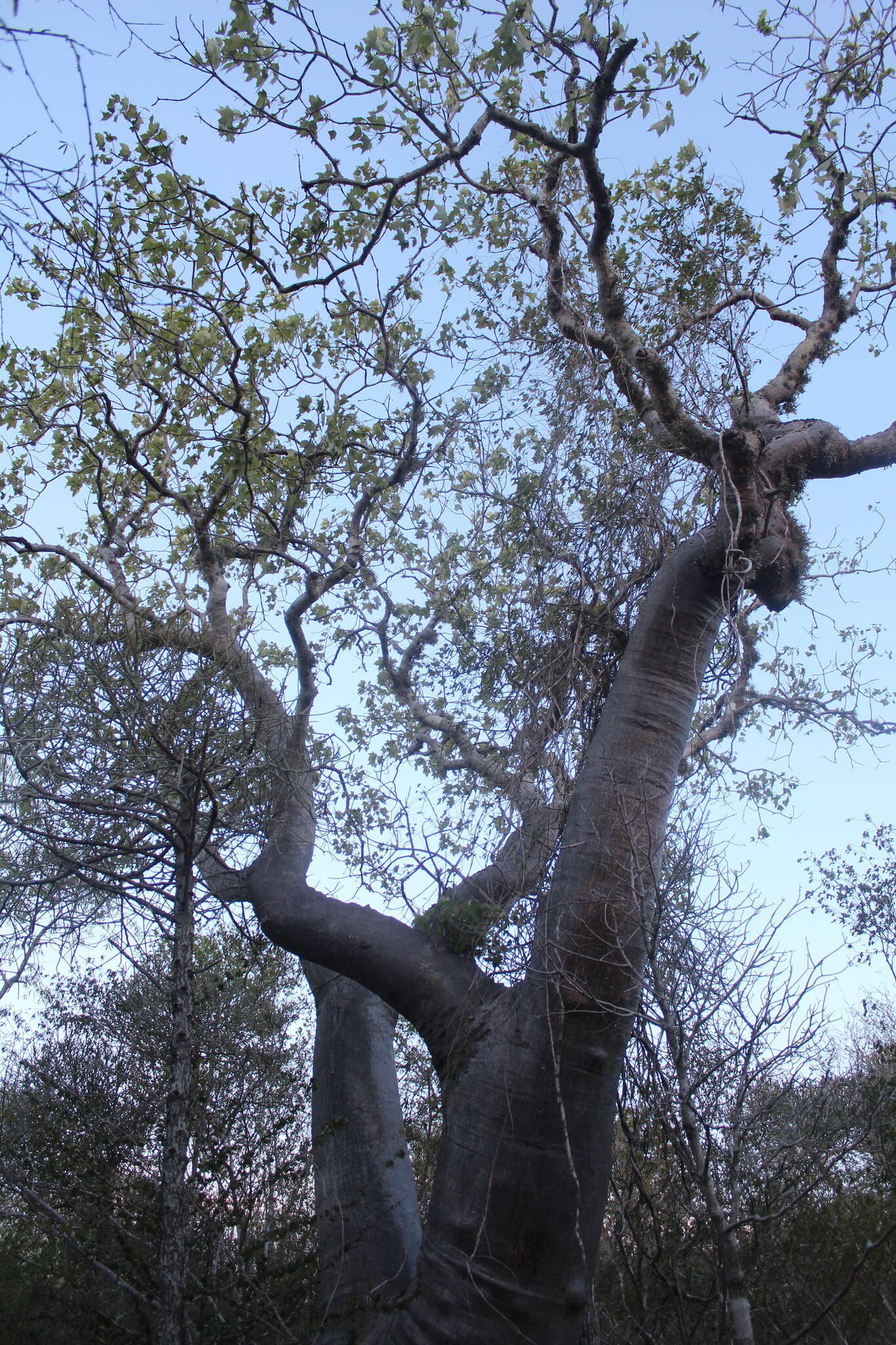 Givotia madagascariensis Baill. resmi