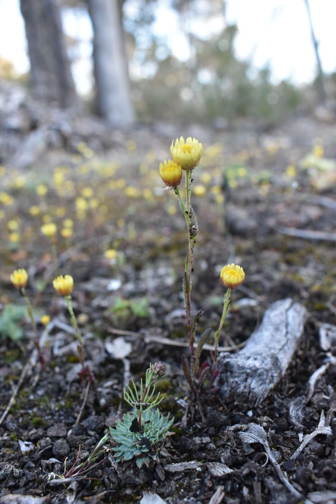 Image of Rhodanthe citrina (Benth.) P. G. Wilson