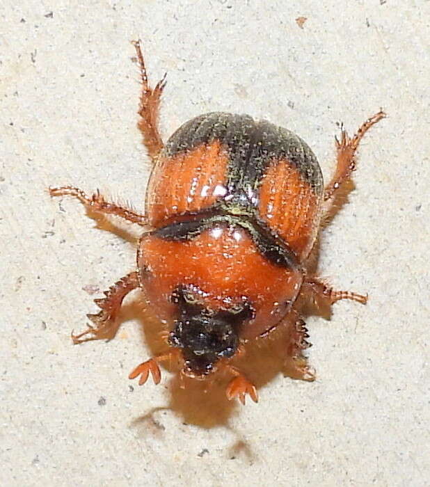 Image of Bolbocerosoma pusillum Dawson & Mccolloch 1924