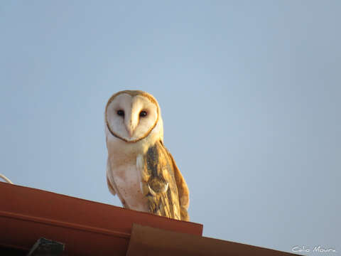 Image de <i>Tyto alba tuidara</i>