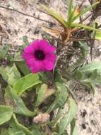 Image de Petunia integrifolia (Hook.) Schinz & Thellung