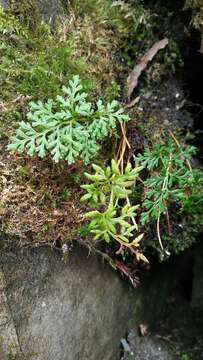 Image of Cryptogramma brunoniana Wall.