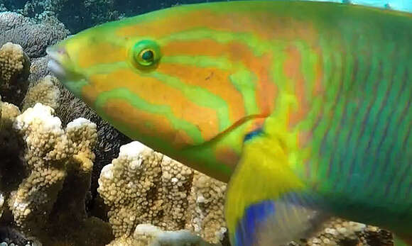 Image of Green moon wrasse