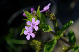 Image of Teedia lucida (Soland.) Rudolphi