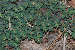 Imagem de Euphorbia stictospora var. stictospora