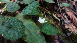 Image of Rubus pectinellus Maxim.