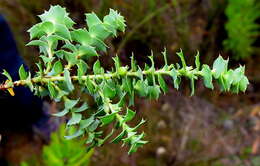 Image of Cliffortia schlechteri (Weim.) C. Whitehouse