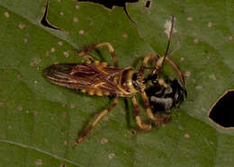 Image of Agriocoris flavipes (Fabricius 1803)