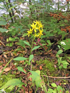 Image of Solidago virgaurea subsp. asiatica (Nakai ex Hara) Kitam. ex Hara