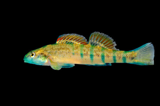 Image of Cherokee Darter