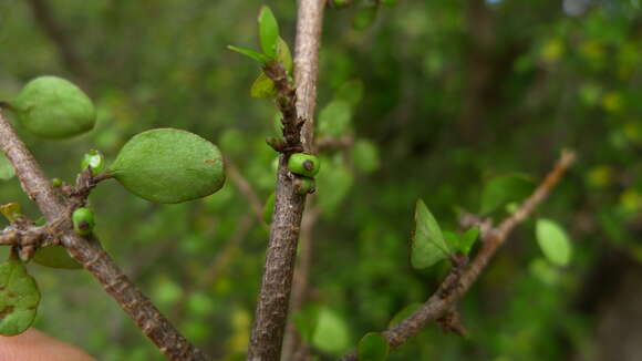 Imagem de Coprosma wallii Petrie