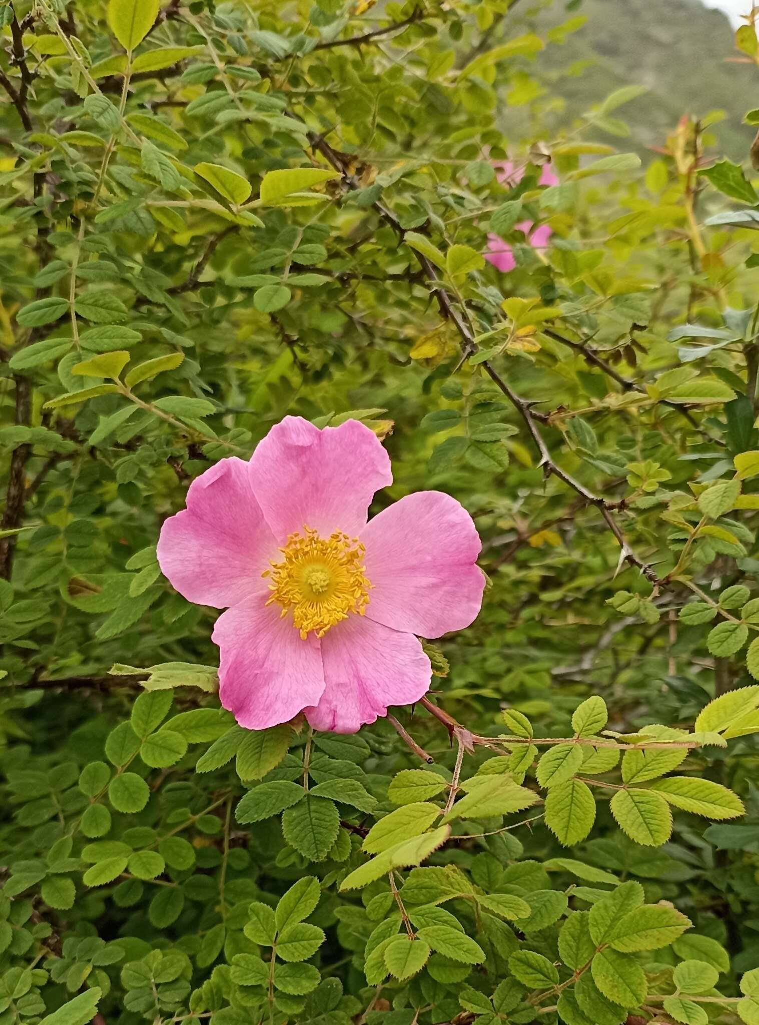 Image of Rosa macrophylla Lindl.