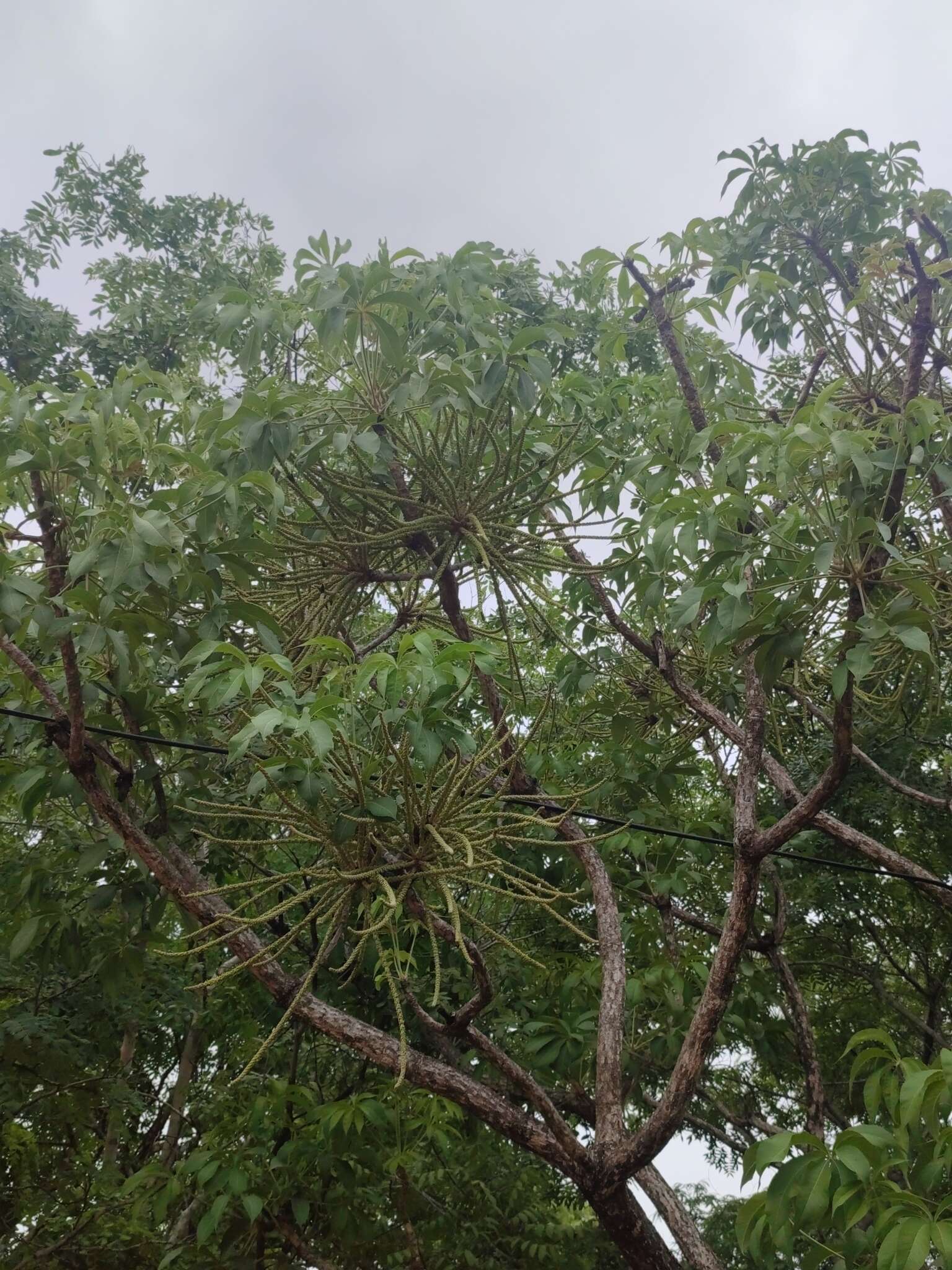 Image of Octopus cabbage tree