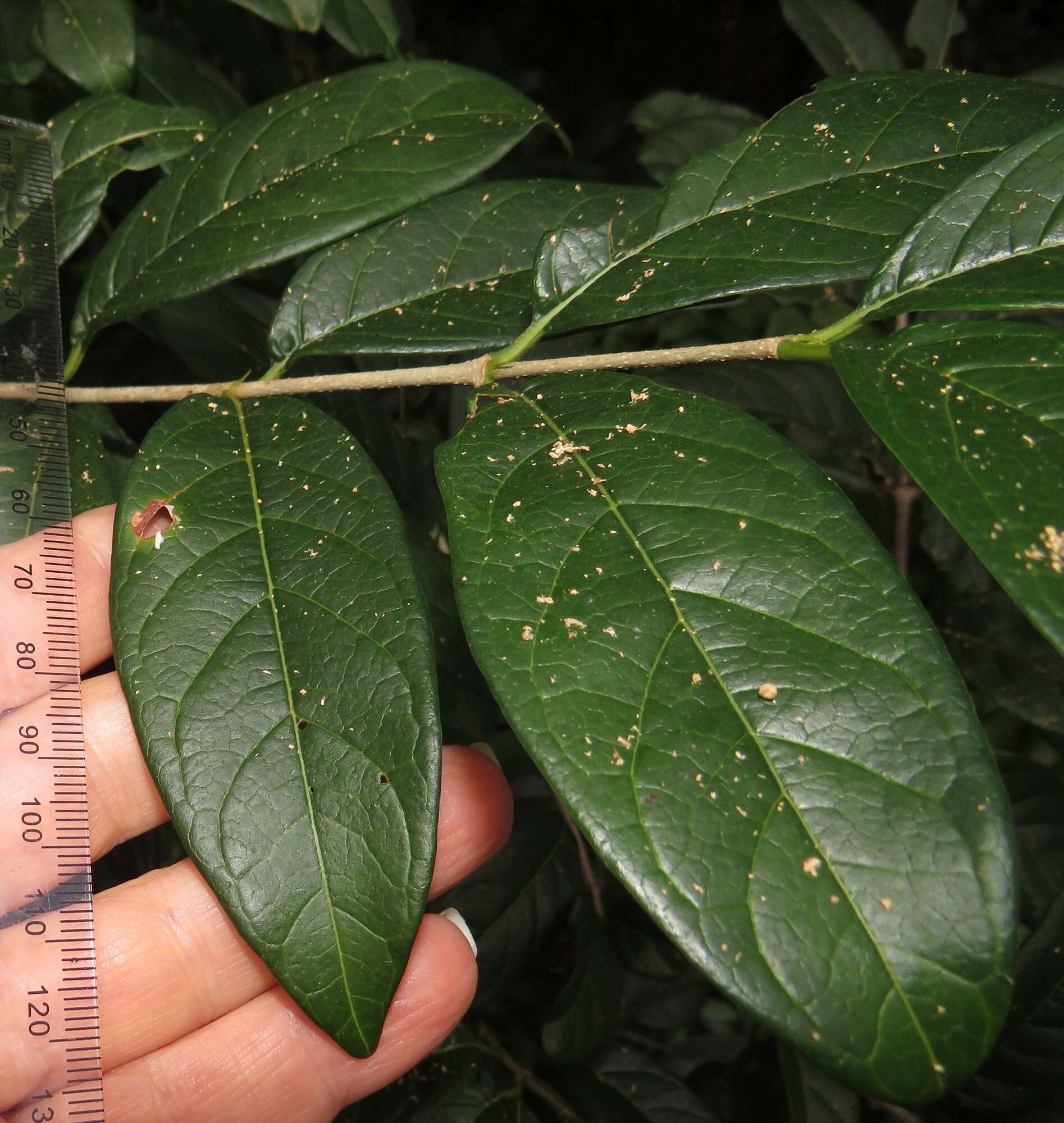 Image of Vangueria randii subsp. chartacea (Robyns) Verdc.