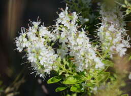 Слика од Veronica rakaiensis J. B. Armstr.