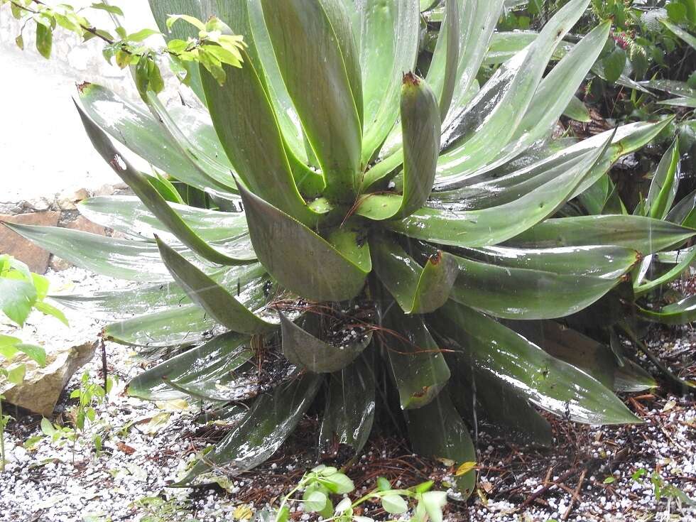 Image of Agave warelliana De Smet ex T. Moore & Mast.