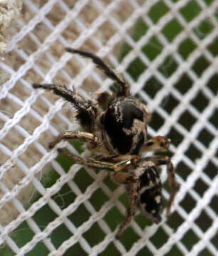 Image of Habronattus coecatus (Hentz 1846)