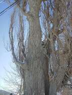 Image of Populus nigra var. italica (Moench.) Koehne